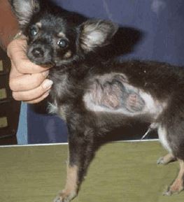 ¿Por qué mi perro chihuahua tira mucho pelo?