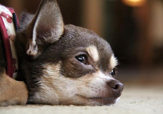 ¿Por qué mi chihuahua respira raro?