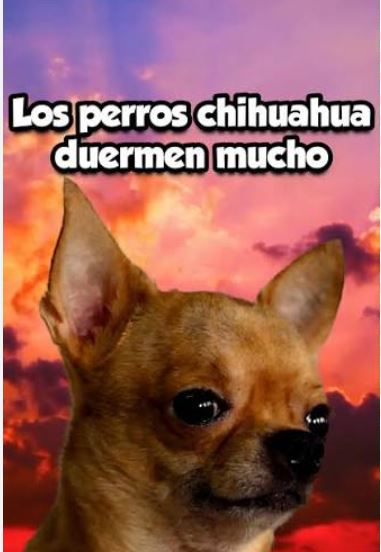 ¿Por qué mi chihuahua duerme mucho?