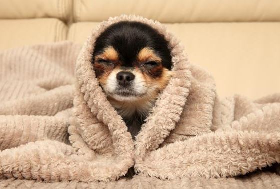 ¿Por qué mi chihuahua tiembla mucho?