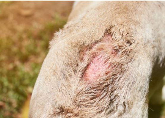¿Por qué mi chihuahua se rasca mucho?