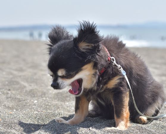 ¿Por qué mi perro chihuahua estornuda mucho?