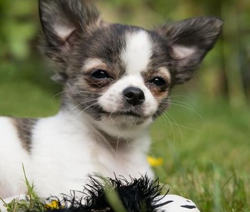 ¿Por qué mi chihuahua tiene los ojos llorosos?