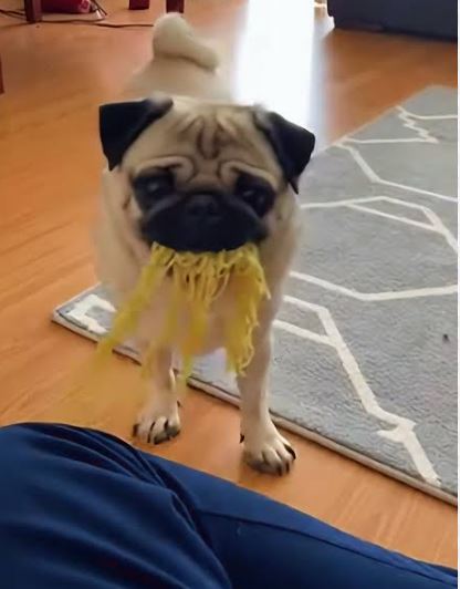 ¿Por qué mi perro pug no quiere comer?