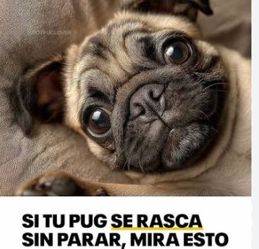 ¿Por qué mi perro pug se rasca mucho?