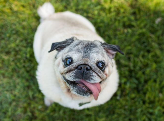 ¿Por qué mi perro pug respira raro?