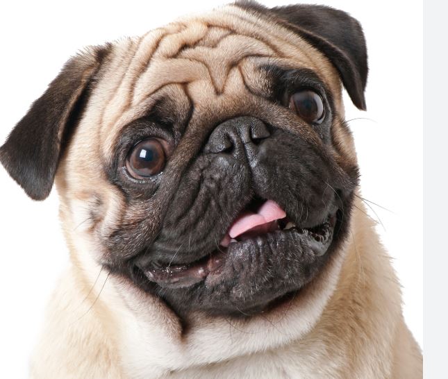 ¿Por qué mi perro pug jadea mucho?
