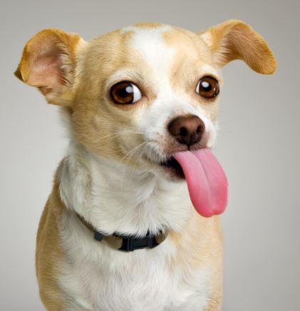 ¿Por qué mi perro chihuahua tiene las orejas caídas?
