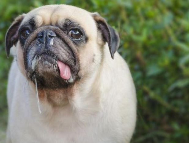 ¿Por qué mi perro pug huele mal?