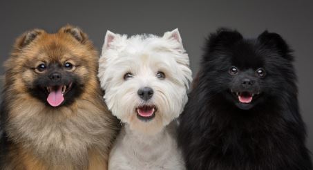 Razas de perros pequeños