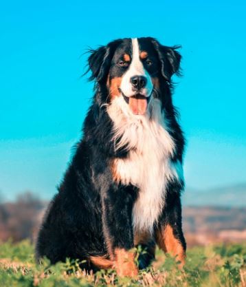 ¿Qué se considera una raza de perro grande?