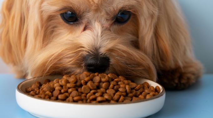 ¿Qué comen los perros?