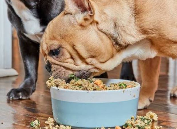 Cuántas veces debe comer un perro?