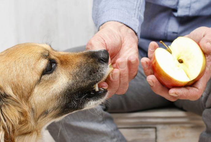 ¿Qué frutas pueden comer los perros?
