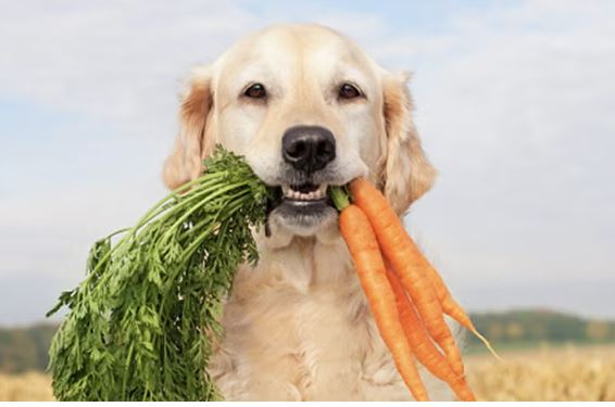 Verduras para perros