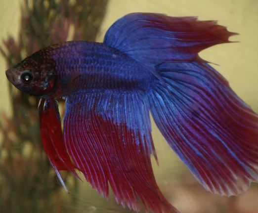 Cómo cuidar un pez betta en casa