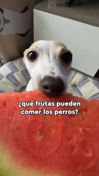 ¿Mi perro chihuahua puede comer mango?