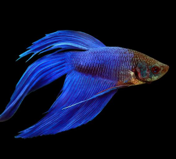 ¿Qué comida es mejor para un pez betta?