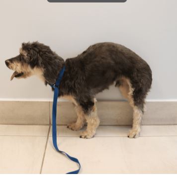 ¿Por Qué Mi Perro Chihuahua Camina Encorvado?