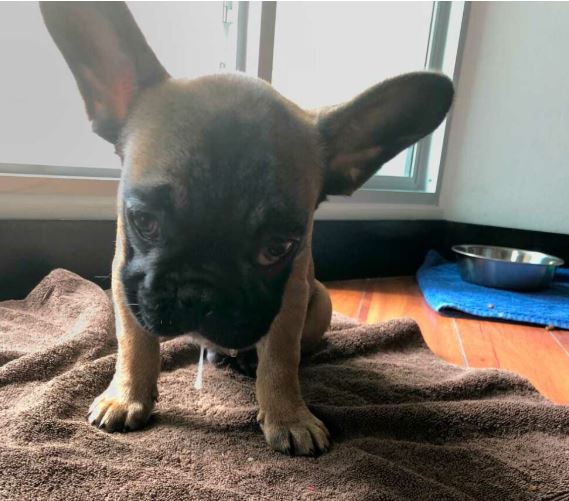 ¿Por qué mi perro Chihuahua vomita espuma?