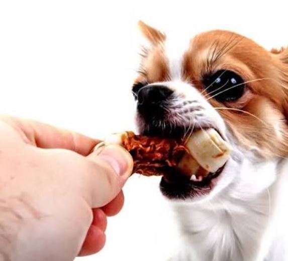 ¿Por qué mi perro chihuahua hace como que se ahoga?