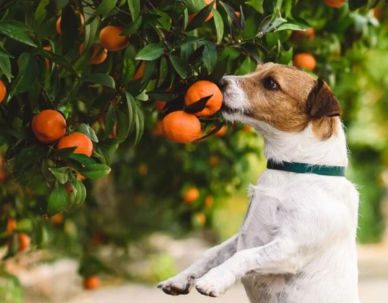 ¿Mi perro chihuahua puede comer naranja?