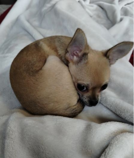 ¿Por Qué Mi Chihuahua Quiere Dormir Conmigo?