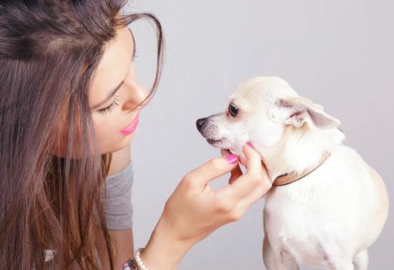 Mi perro chihuahua no quiere comer